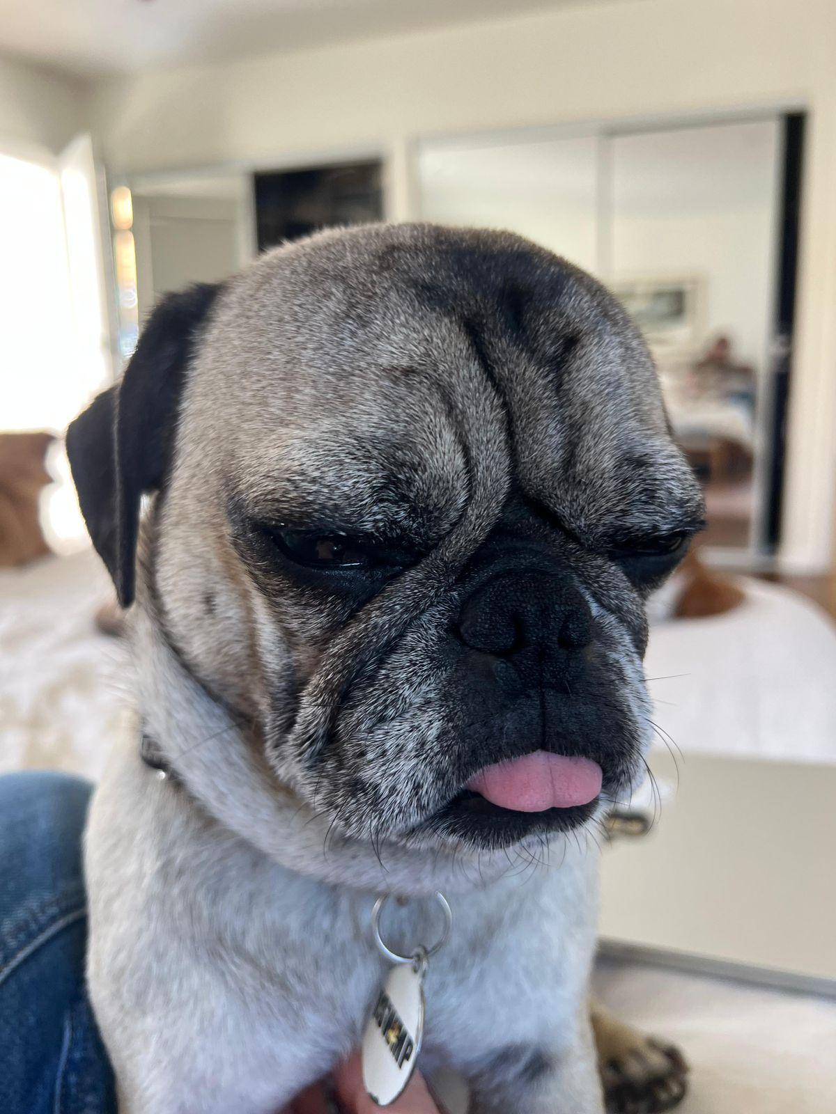 Enlarge Bobby, a ADOPTABLE Pug in Los Angeles, CA image 2/6