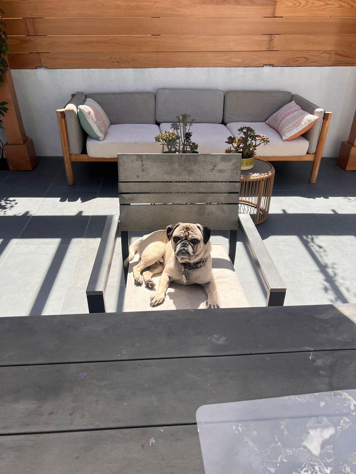Enlarge Bobby, a ADOPTABLE Pug in Los Angeles, CA image 6/6