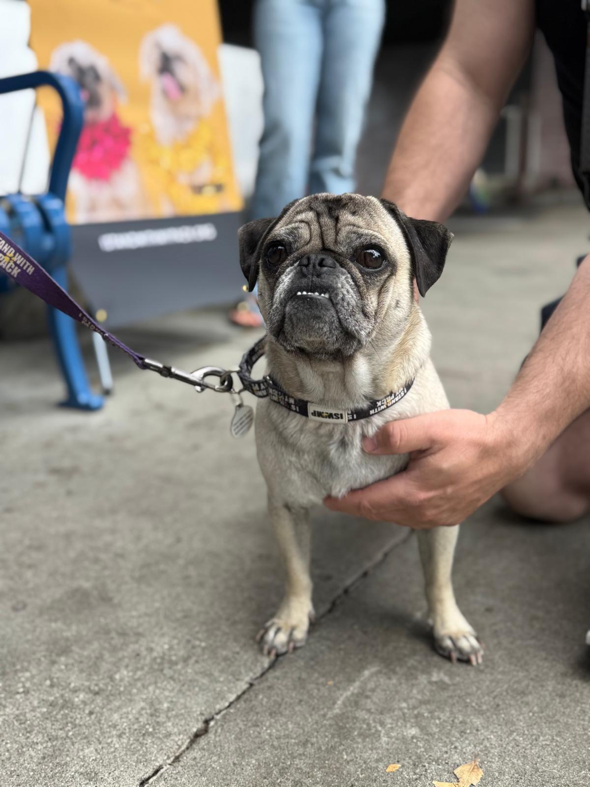 Enlarge Bobby, a ADOPTABLE Pug in Los Angeles, CA image 5/6