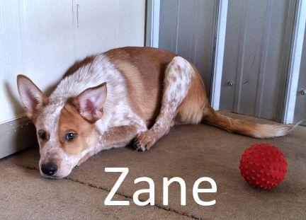 Zane, Adoptable, Young Male Australian Cattle Dog / Blue Heeler & Shepherd.