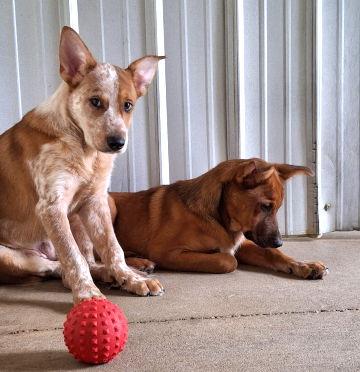 Zane, a Adoptable mixed breed in Mountain View, AR image 2/2
