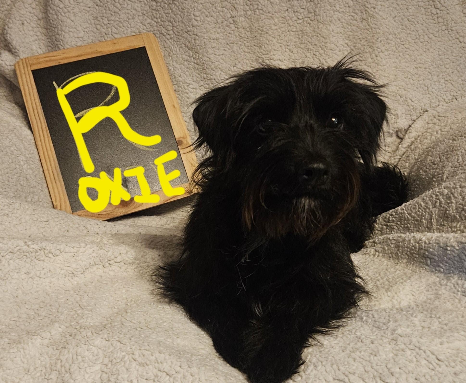 Dog for adoption Roxie a Dachshund (Miniature Long Haired) Terrier Dog for adoption Roxie a Dachshund (Miniature Long Haired) Terrier