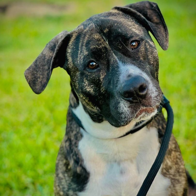 Terrier Boxer Beagle Mix Dog Brindle Boxer Beagle Puppies Brindle