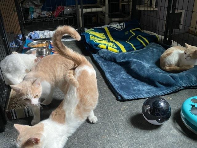 Dorothy, Adoptable, Young Female Domestic Short Hair.