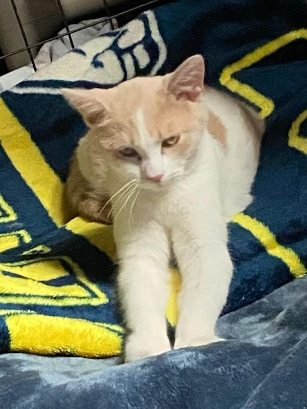 Dorothy, a Adoptable mixed breed in Franklin, PA image 2/2