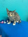 Peaches, a Adoptable Domestic Short Hair in Chico, CA image 3/3