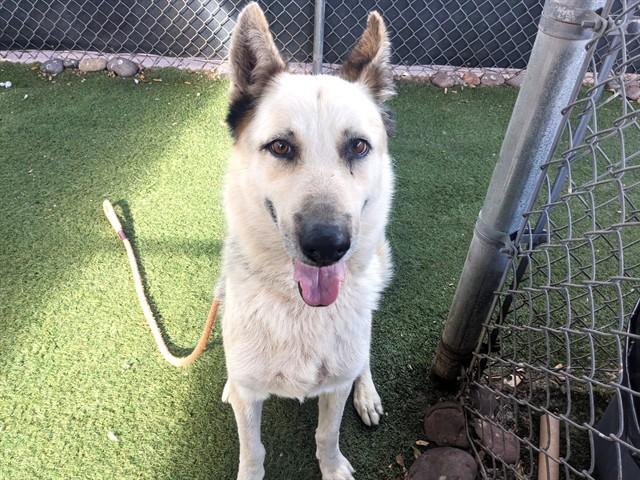ASHER, Adoptable, Young Male German Shepherd Dog & Mixed Breed.