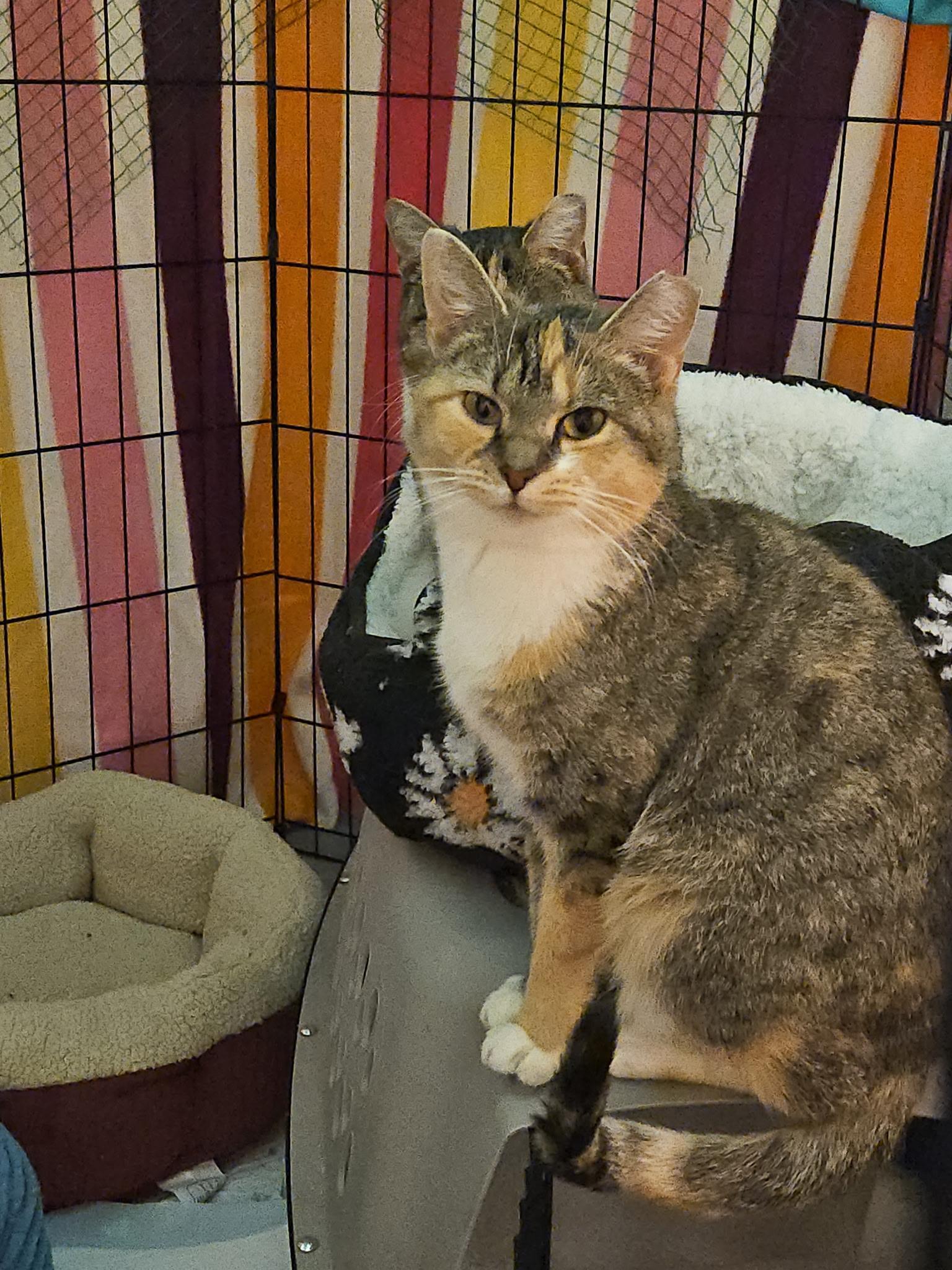 Gardevoir, Adoptable, Adult Female Domestic Short Hair.