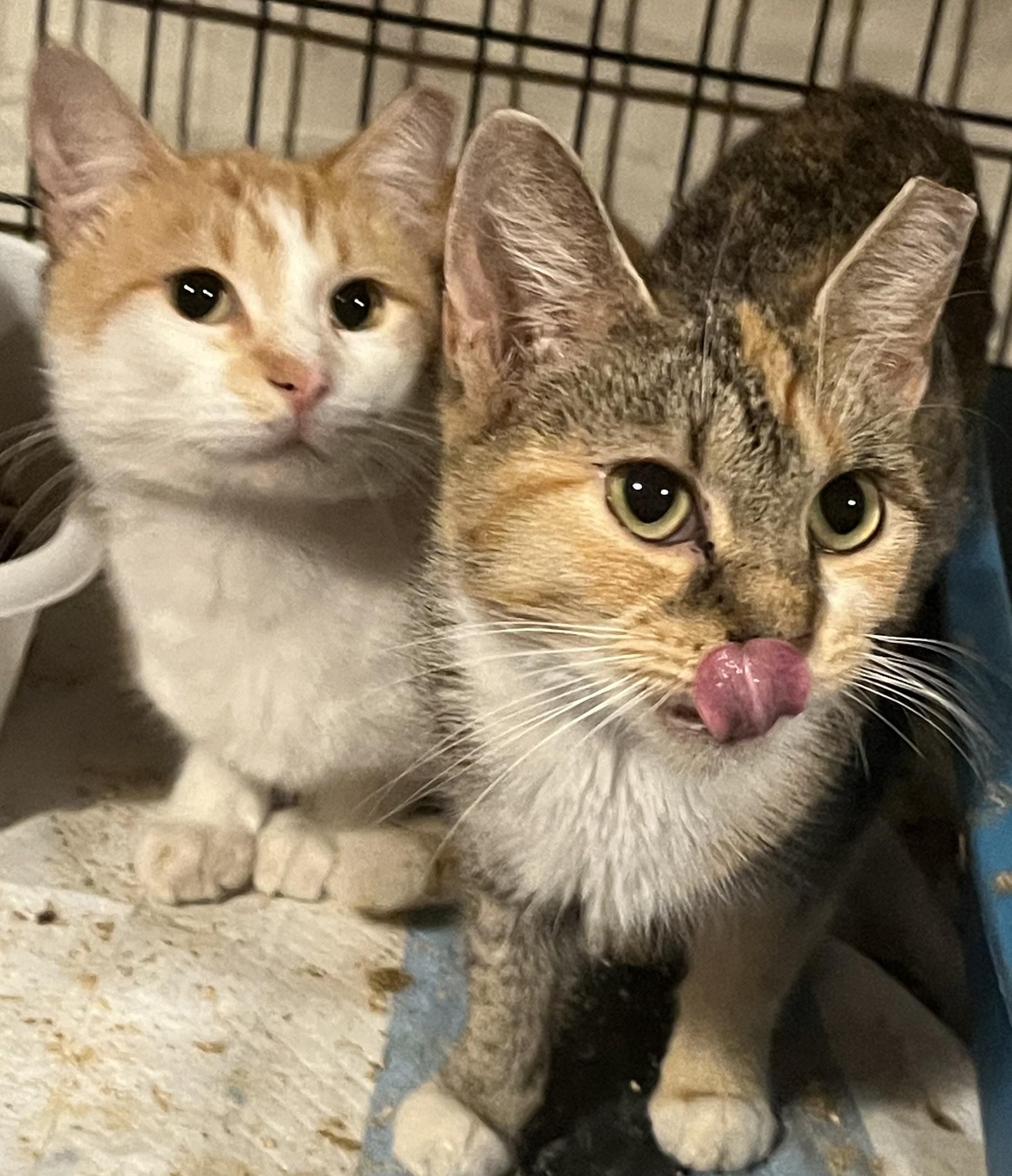 Enlarge Gardevoir, an adopted mixed breed in South Euclid, OH image 3/5