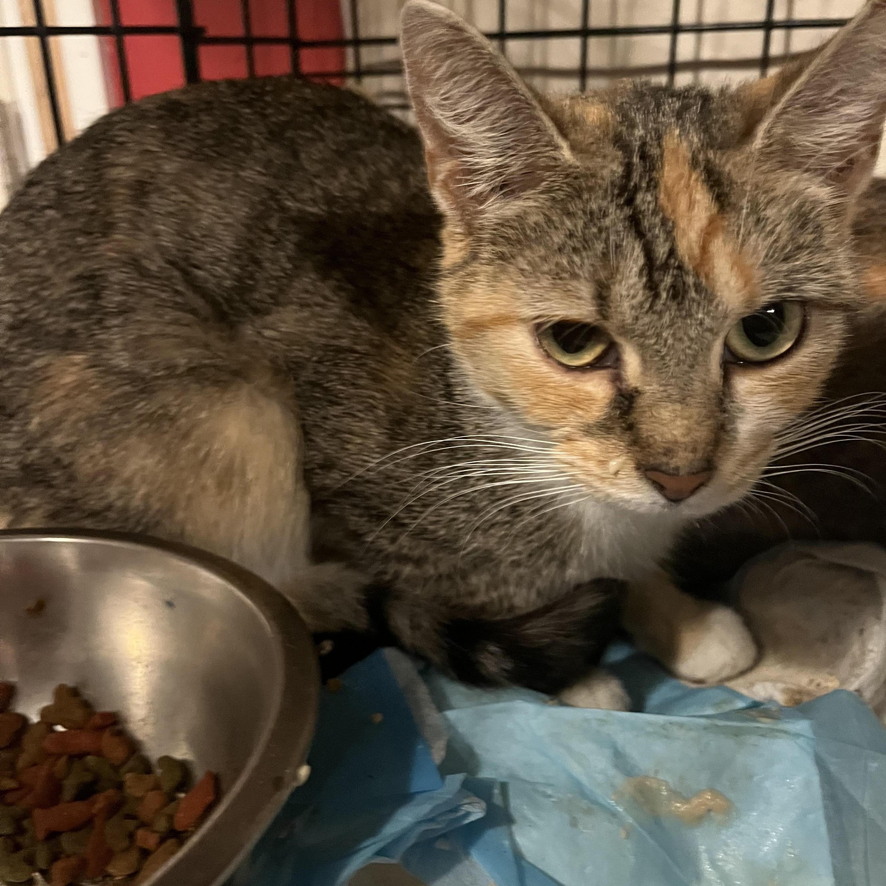 Enlarge Gardevoir, an adopted mixed breed in South Euclid, OH image 4/5