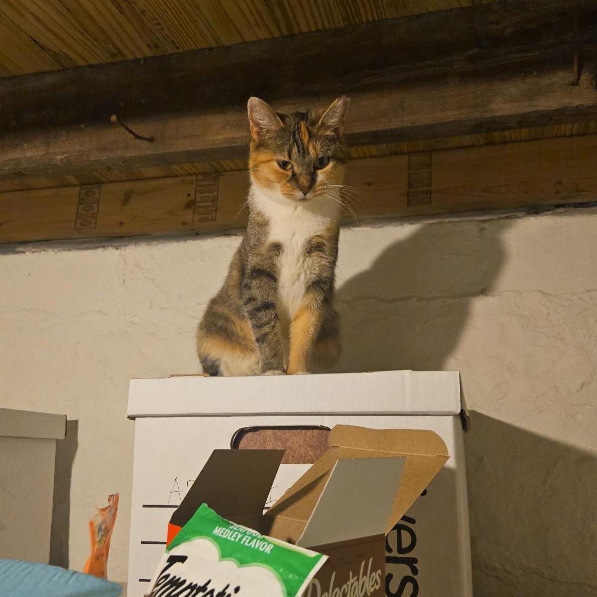 Enlarge Gardevoir, an adopted mixed breed in South Euclid, OH image 5/5