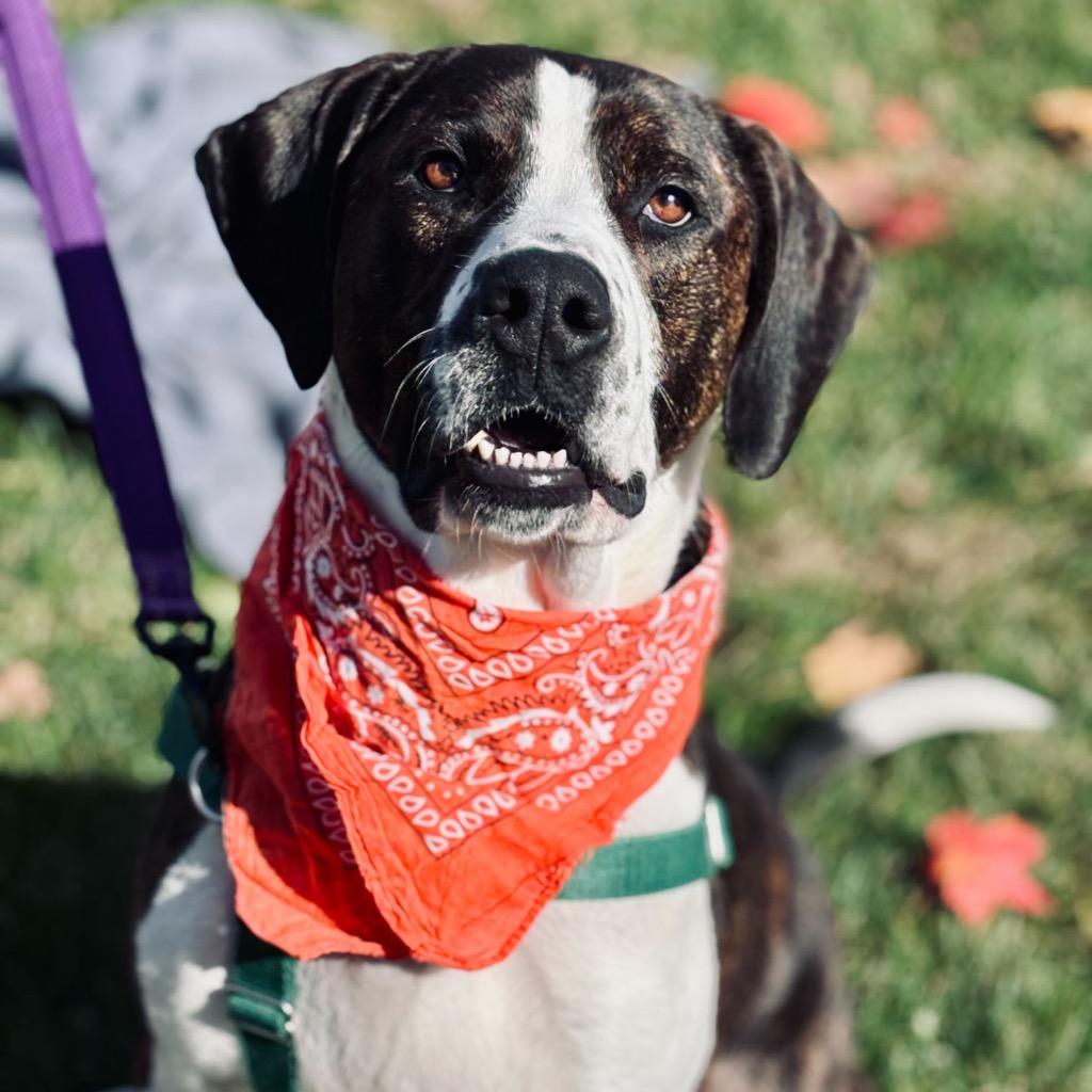 Enlarge Peanut Butter Henry, a Adoptable Mixed Breed in State College, PA image 1/6