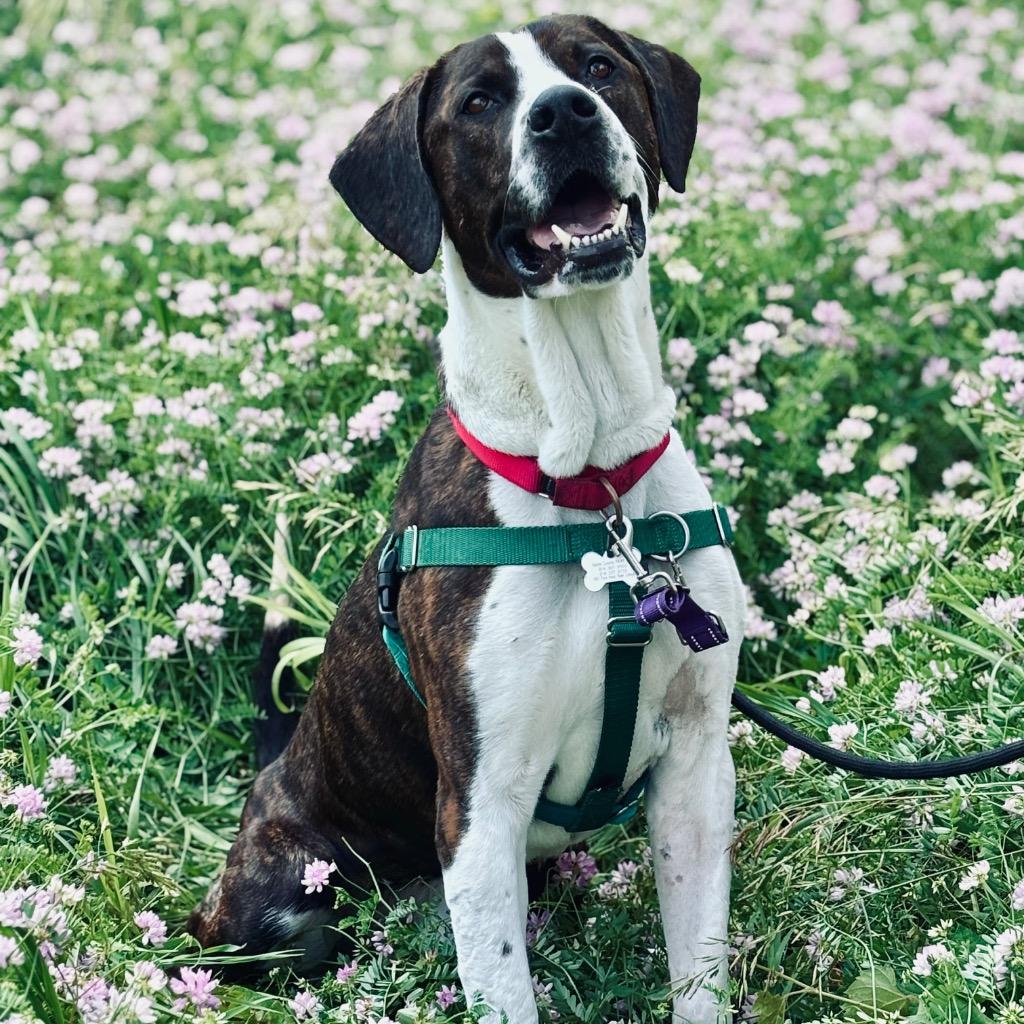 Enlarge Peanut Butter Henry, a Adoptable Mixed Breed in State College, PA image 2/6
