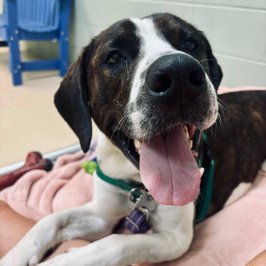 Enlarge Peanut Butter Henry, a Adoptable Mixed Breed in State College, PA image 3/6