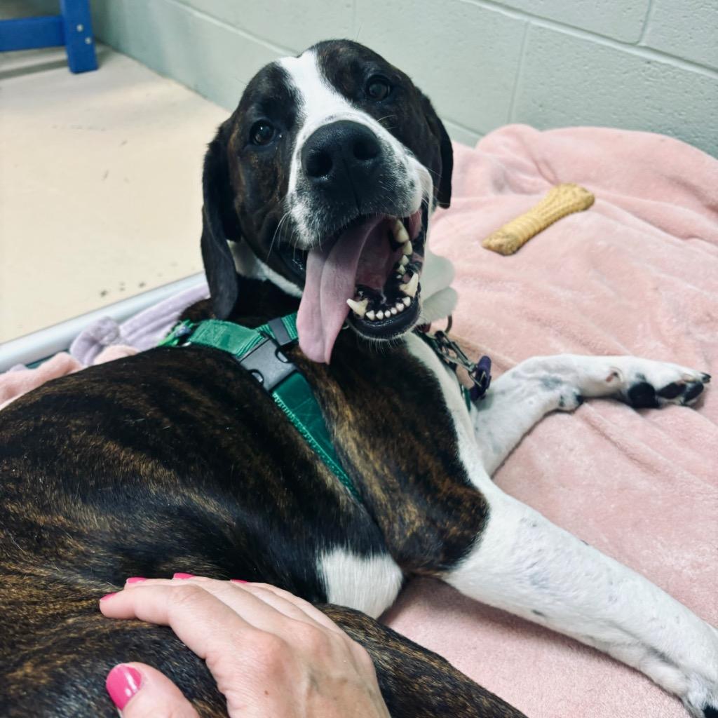 Enlarge Peanut Butter Henry, a Adoptable Mixed Breed in State College, PA image 4/6