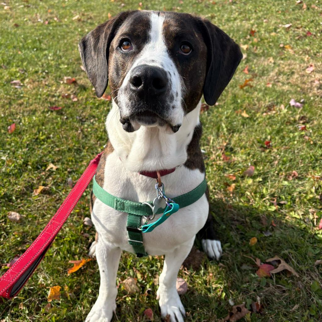 Enlarge Peanut Butter Henry, a Adoptable Mixed Breed in State College, PA image 5/6