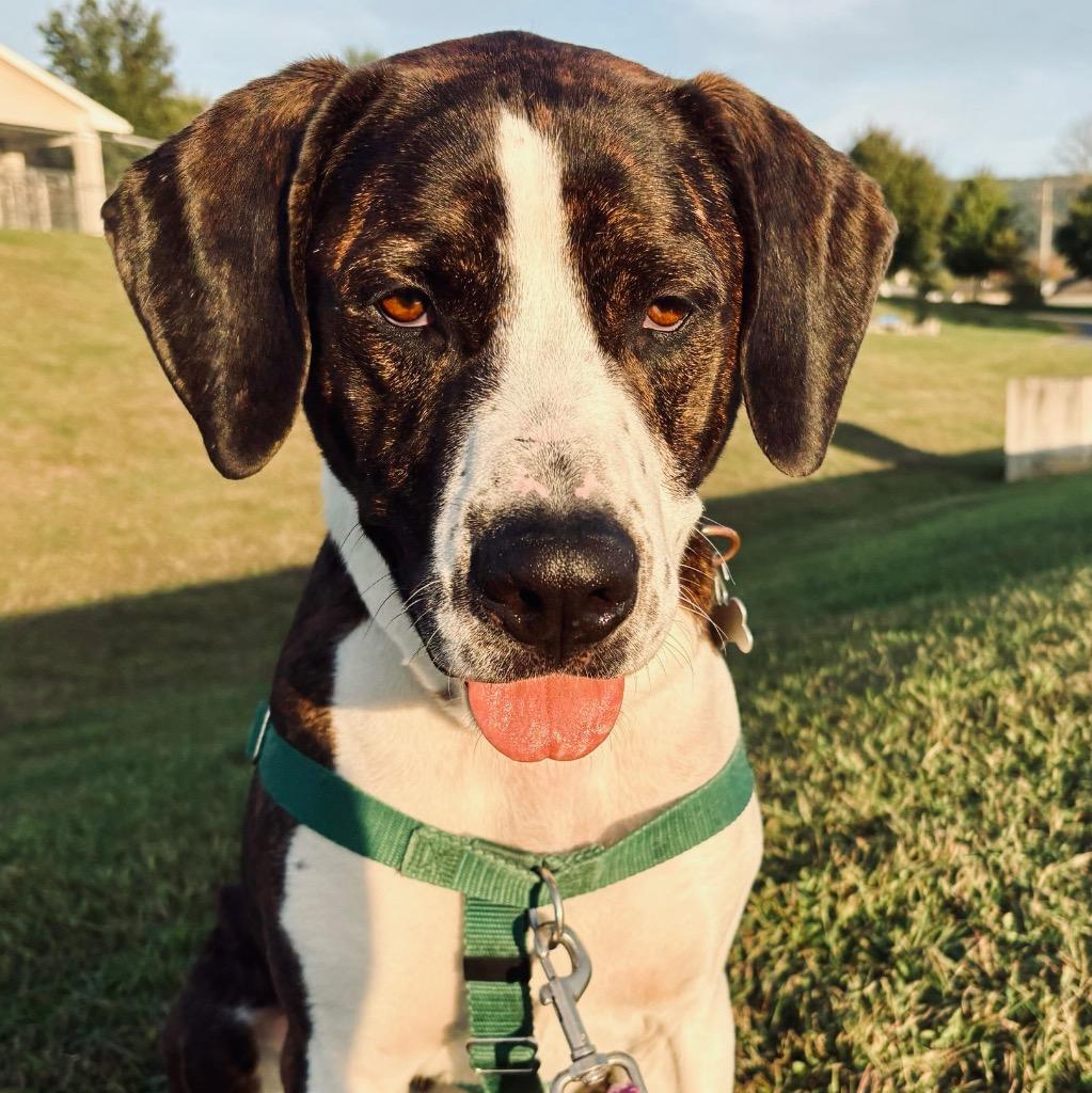 Peanut Butter Henry thumbnail 6