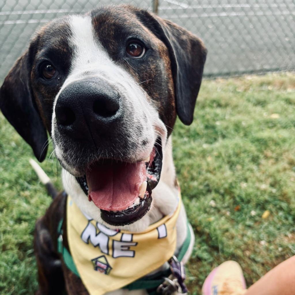 Enlarge Peanut Butter Henry, a Adoptable Mixed Breed in State College, PA image 5/6