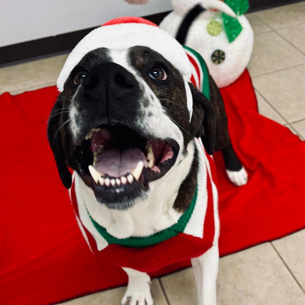 Enlarge Peanut Butter Henry, a Adoptable Mixed Breed in State College, PA image 6/6