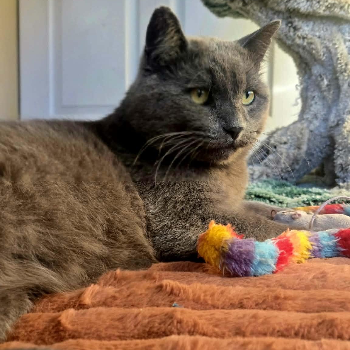 Enlarge Axel (m) 8yrs old Russian Blue, a Adoptable Russian Blue in Ottawa, ON image 2/5