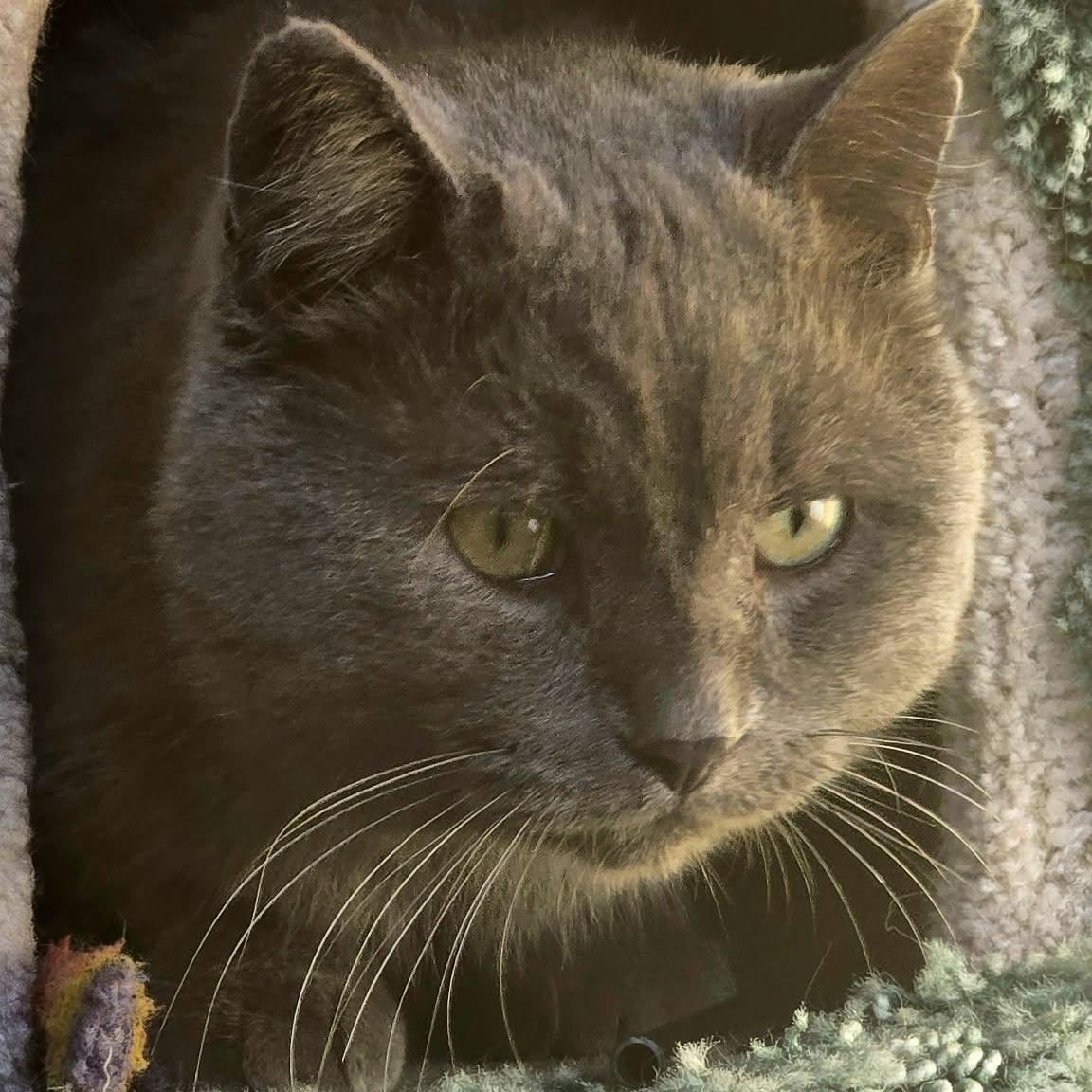 Enlarge Axel (m) 8yrs old Russian Blue, a Adoptable Russian Blue in Ottawa, ON image 3/5
