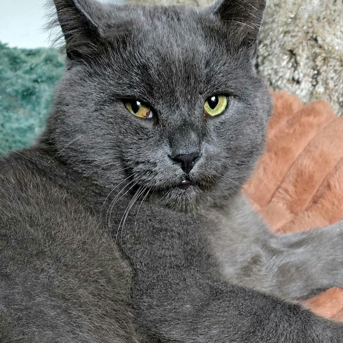 Enlarge Axel (m) 8yrs old Russian Blue, a Adoptable Russian Blue in Ottawa, ON image 1/5