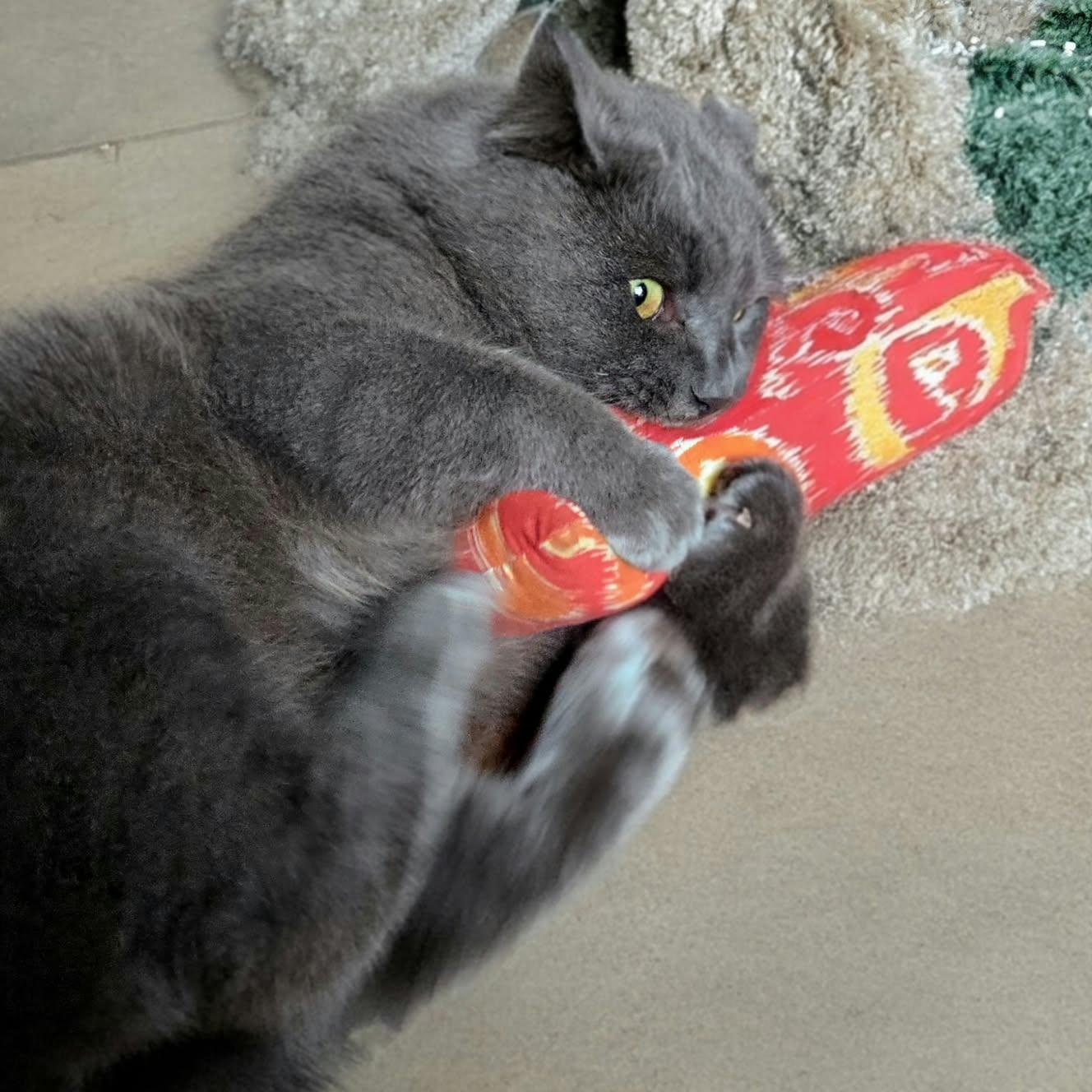 Enlarge Axel (m) 8yrs old Russian Blue, a Adoptable Russian Blue in Ottawa, ON image 4/5