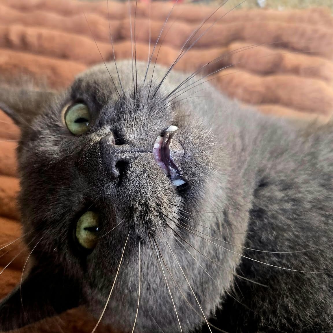 Enlarge Axel (m) 8yrs old Russian Blue, a Adoptable Russian Blue in Ottawa, ON image 5/5