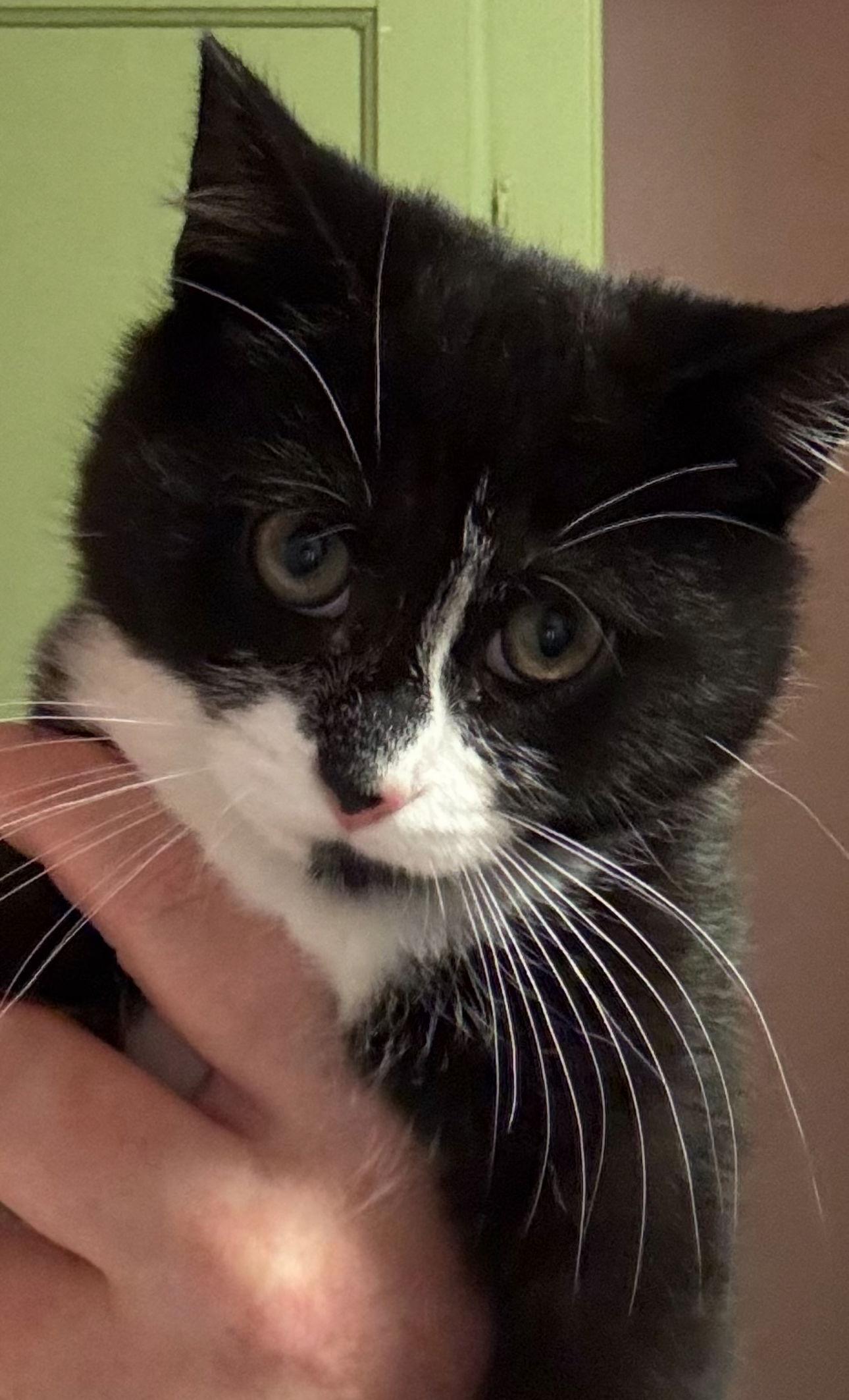 Warren, Adoptable, Young Male Domestic Short Hair.