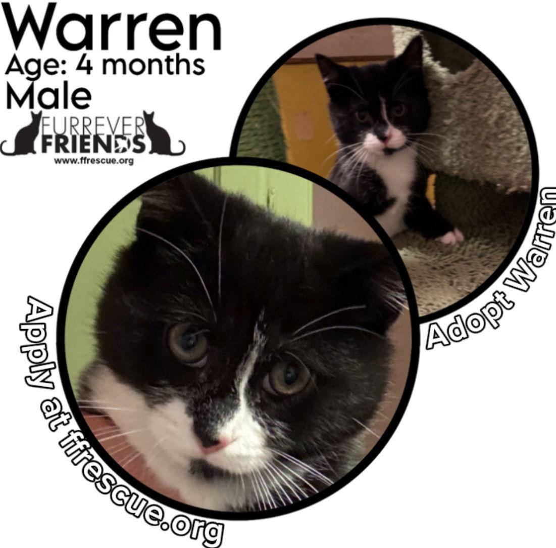 Enlarge Warren, a Adoptable Domestic Short Hair in Woodbury, NJ image 2/2