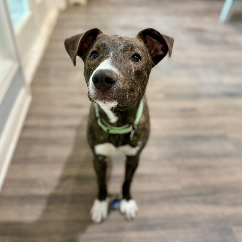 Harper Honeybee Halo — thumbnail 4