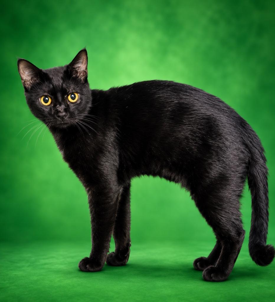 Blackie, Adoptable, Young Male Domestic Short Hair.
