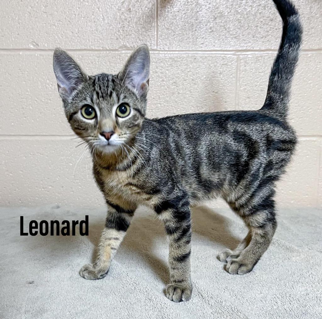 Leonard, Adoptable, Kitten Male Domestic Short Hair.