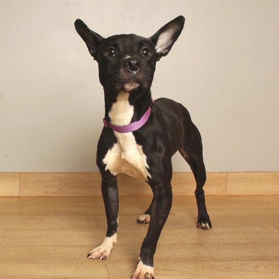 Enlarge Marigold D71108, a Adoptable mixed breed in Minnetonka, MN image 1/3