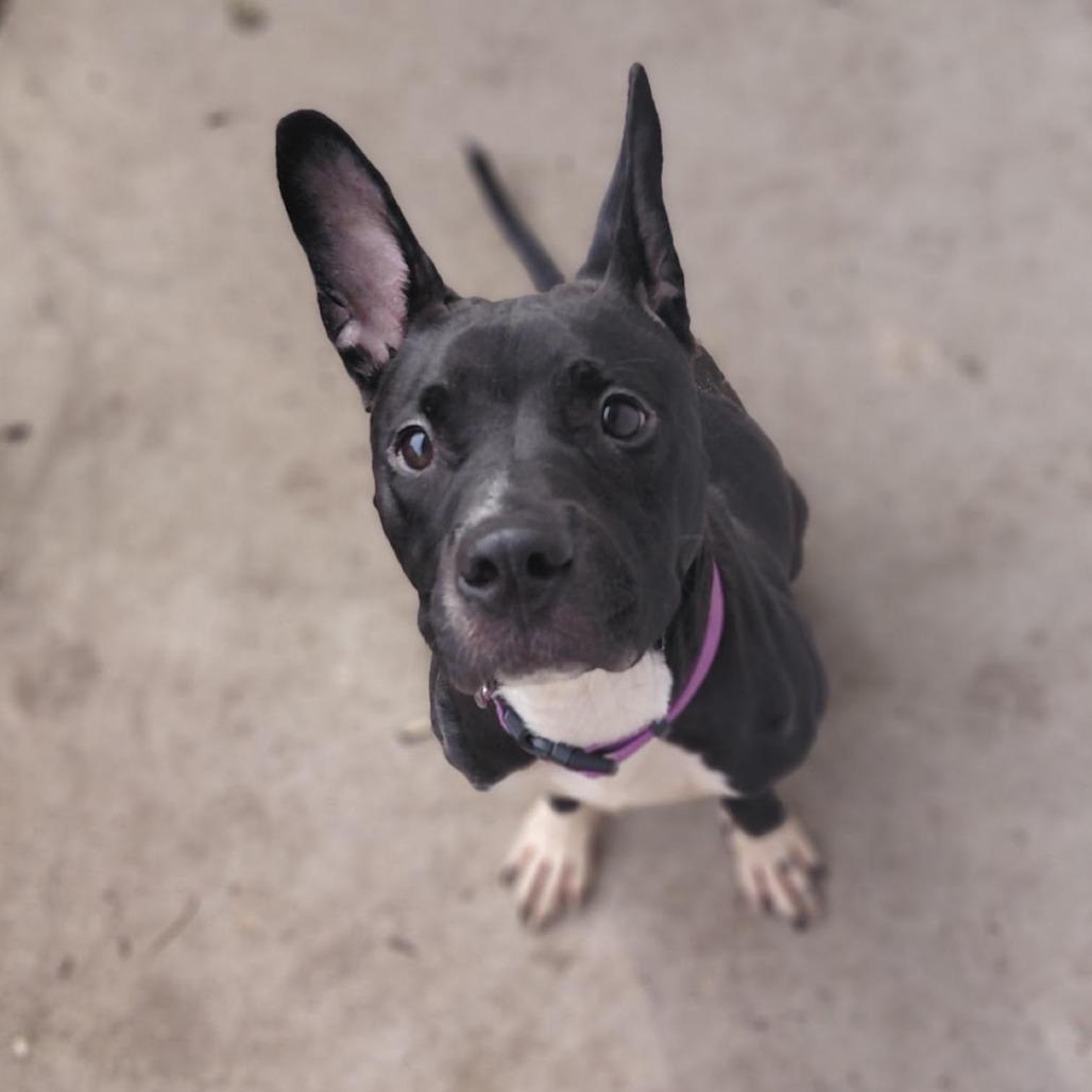 Enlarge Marigold D71108, a Adoptable mixed breed in Minnetonka, MN image 2/3