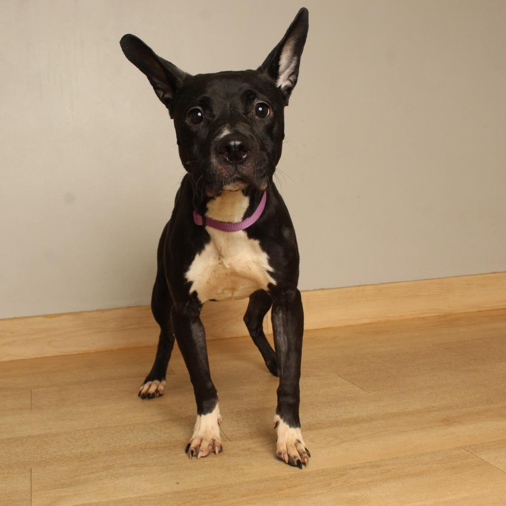 Enlarge Marigold D71108, a Adoptable mixed breed in Minnetonka, MN image 3/3