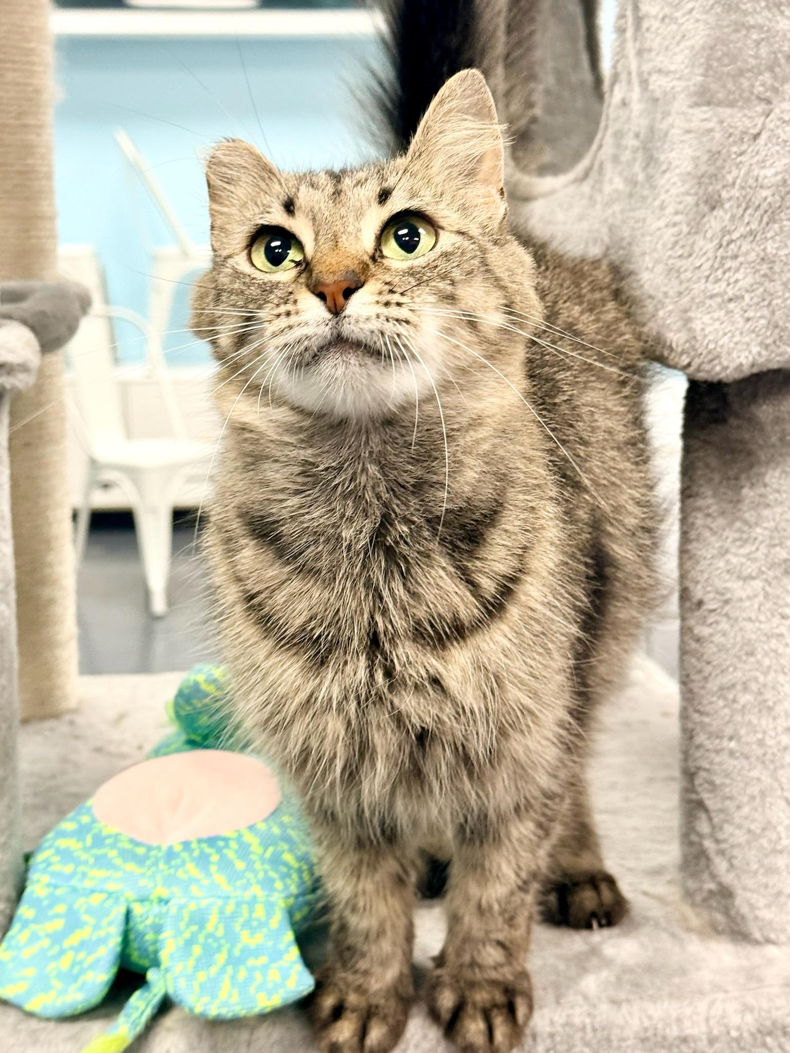 Portobello aka Little Ear, a Adoptable Domestic Long Hair in Covington, LA image 6/6