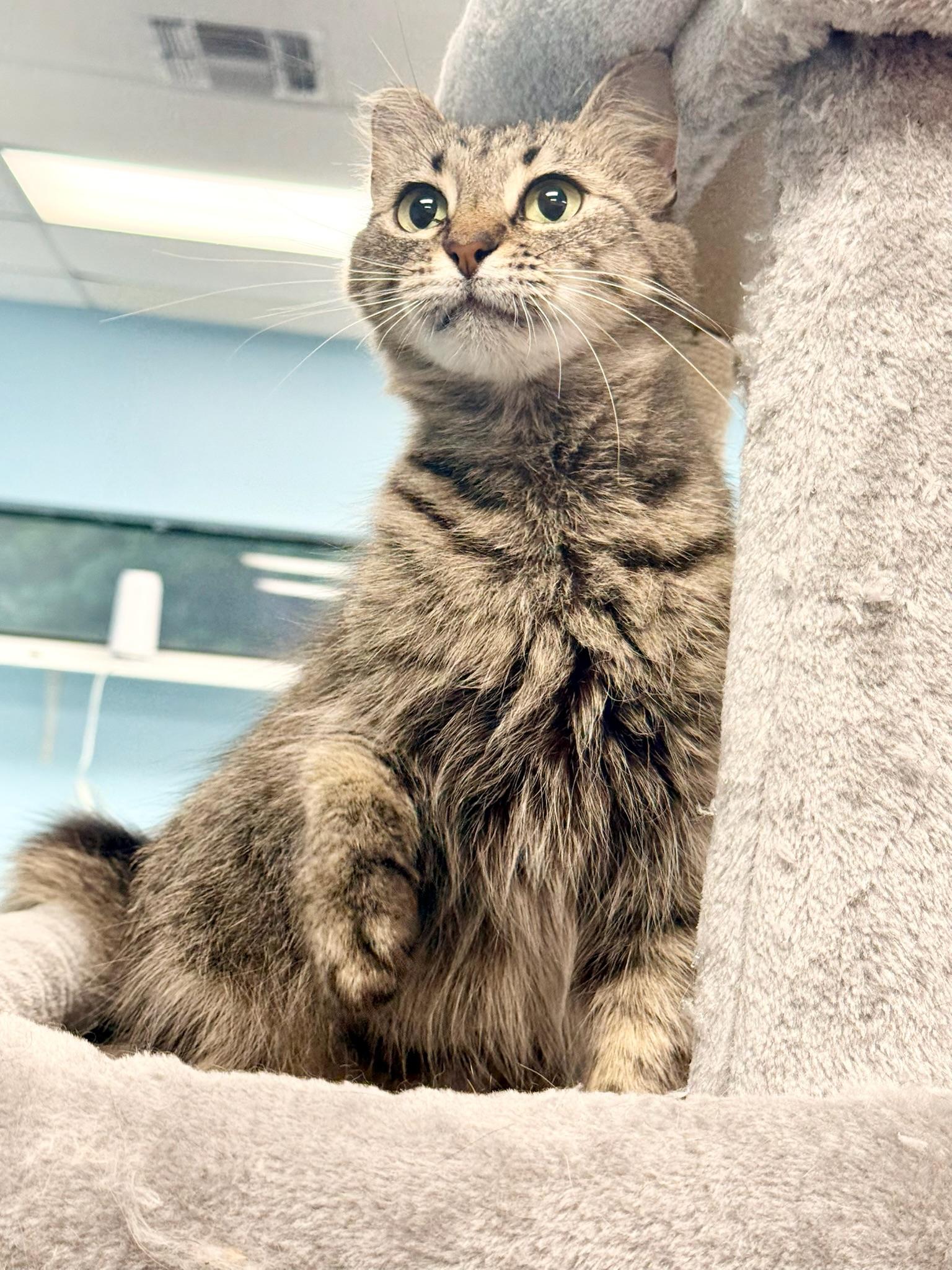 Portobello aka Little Ear, a Adoptable Domestic Long Hair in Covington, LA image 5/6