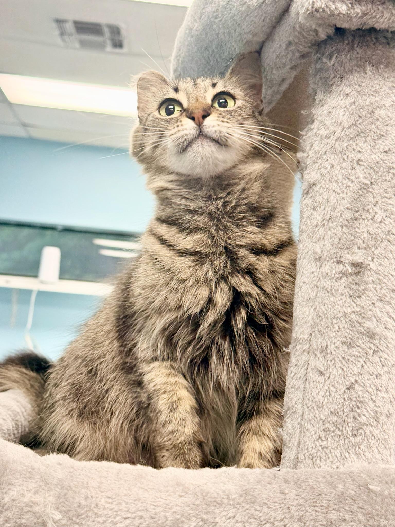 Portobello aka Little Ear, a Adoptable Domestic Long Hair in Covington, LA image 3/6