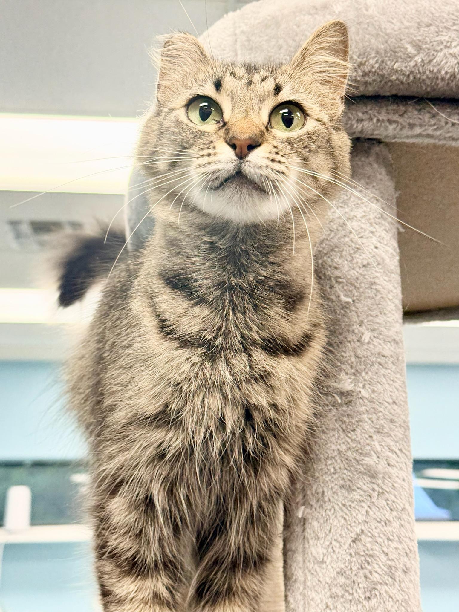 Portobello aka Little Ear, a Adoptable Domestic Long Hair in Covington, LA image 4/6
