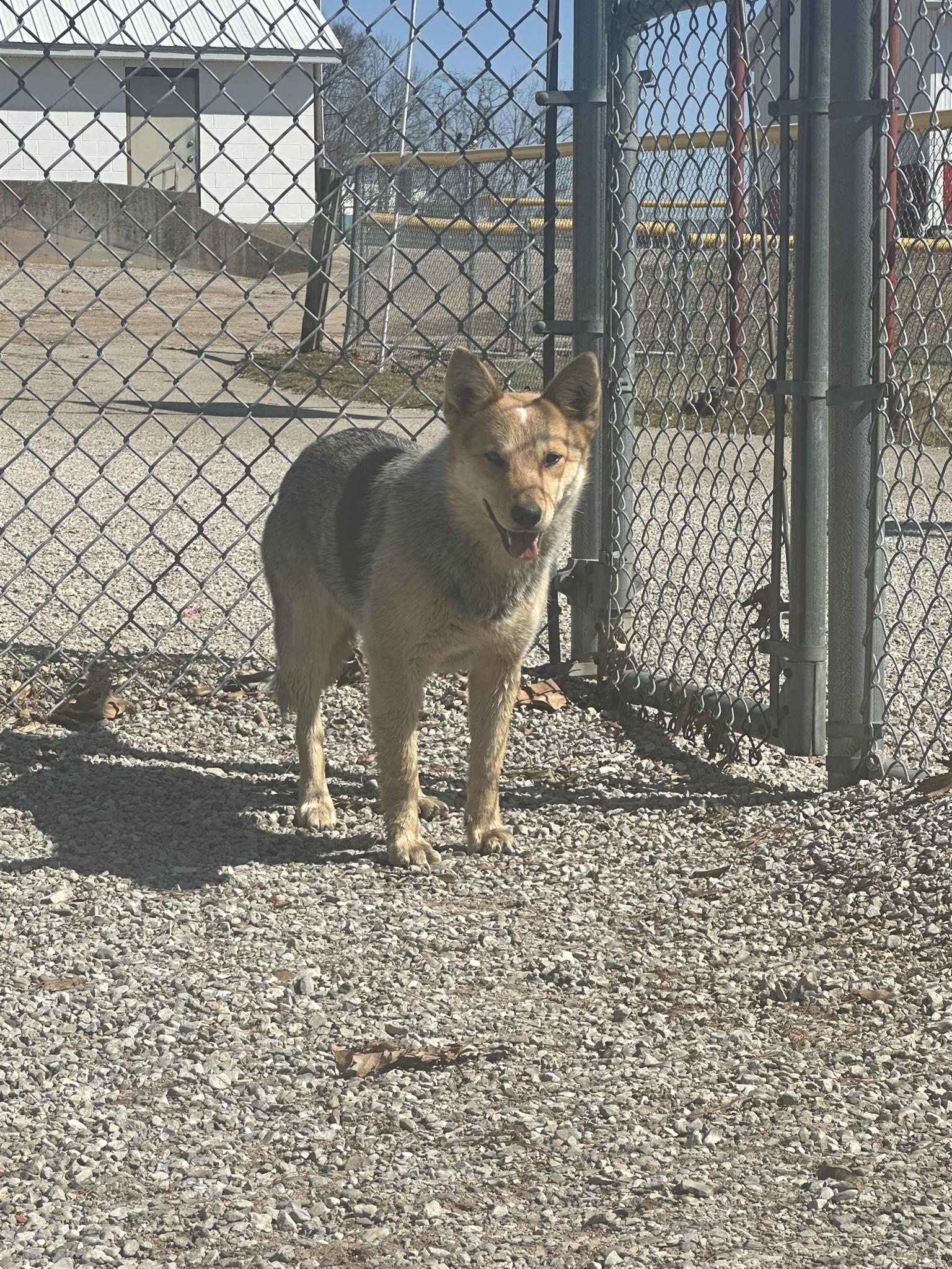 Maggie, a Adoptable mixed breed in Vallonia, IN image 3/3
