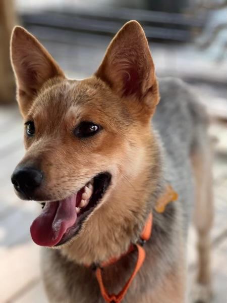 Maggie, a Adoptable mixed breed in Vallonia, IN image 1/3