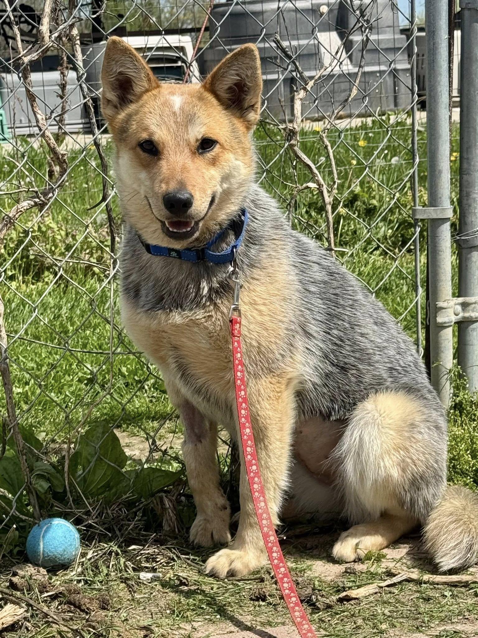 Maggie, a Adoptable mixed breed in Vallonia, IN image 2/3