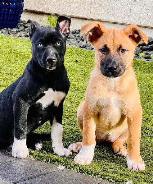 Enlarge Elsa, a Adoptable mixed breed in San Diego, CA image 1/3