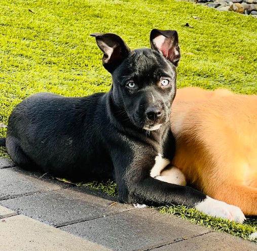 Enlarge Elsa, a Adoptable mixed breed in San Diego, CA image 2/3