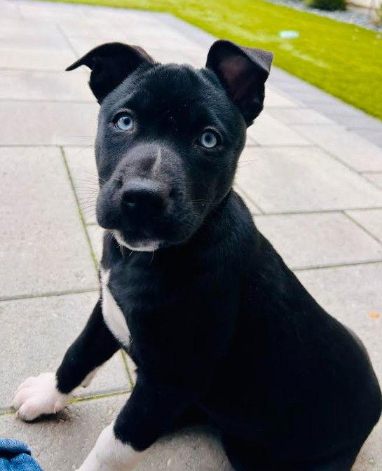 Enlarge Elsa, a Adoptable mixed breed in San Diego, CA image 3/3