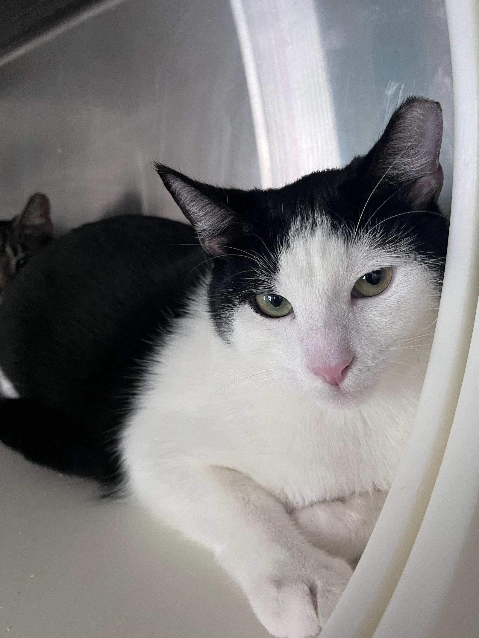 Enlarge Quartz, a Adoptable Domestic Short Hair in Carrollton, GA image 1/3