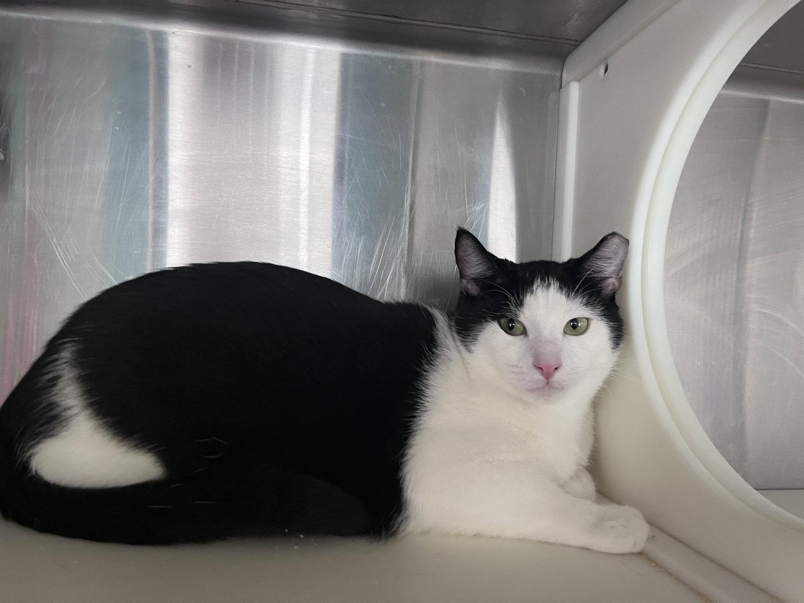 Enlarge Quartz, a Adoptable Domestic Short Hair in Carrollton, GA image 2/3