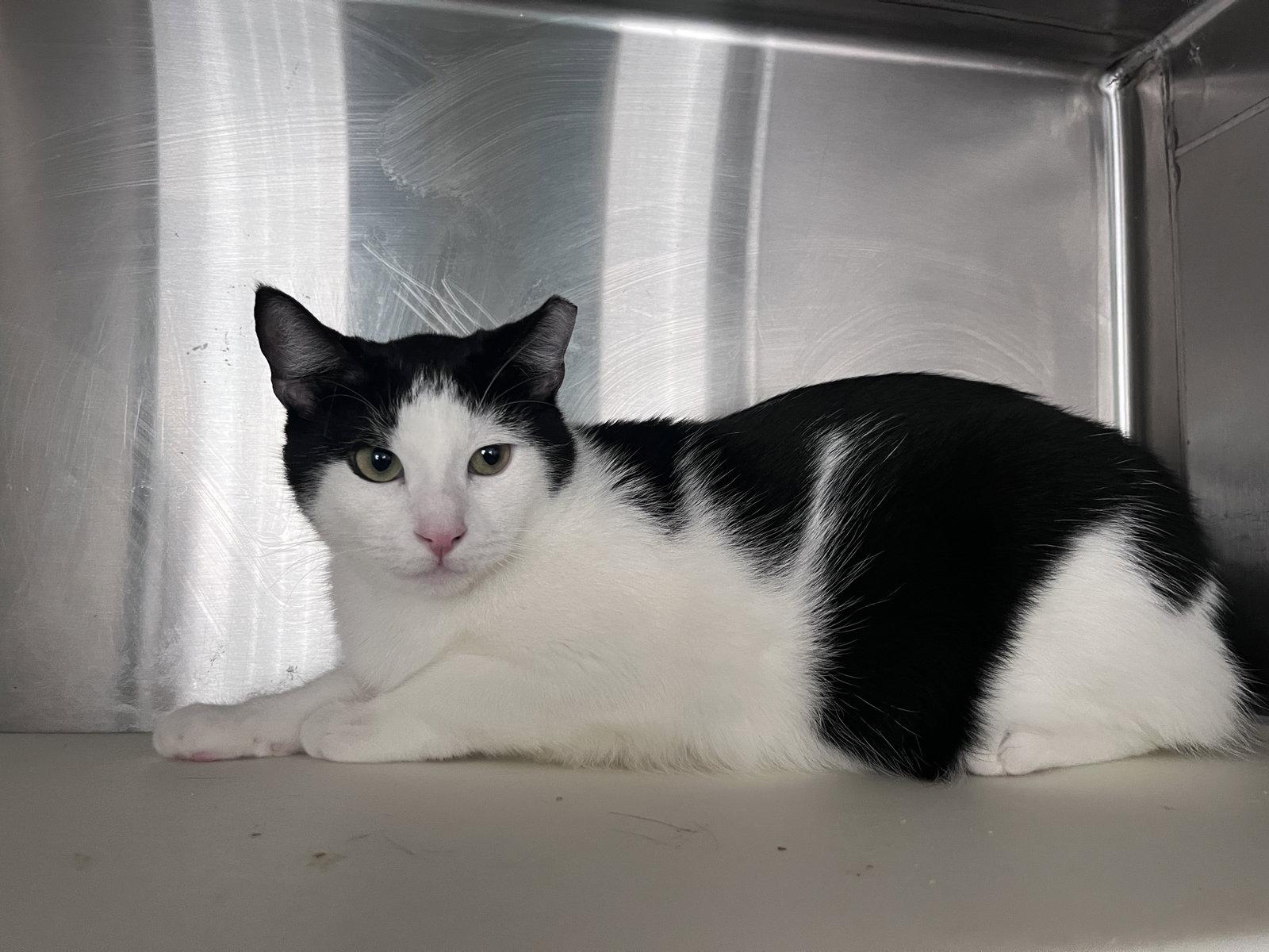 Enlarge Quartz, a Adoptable Domestic Short Hair in Carrollton, GA image 3/3