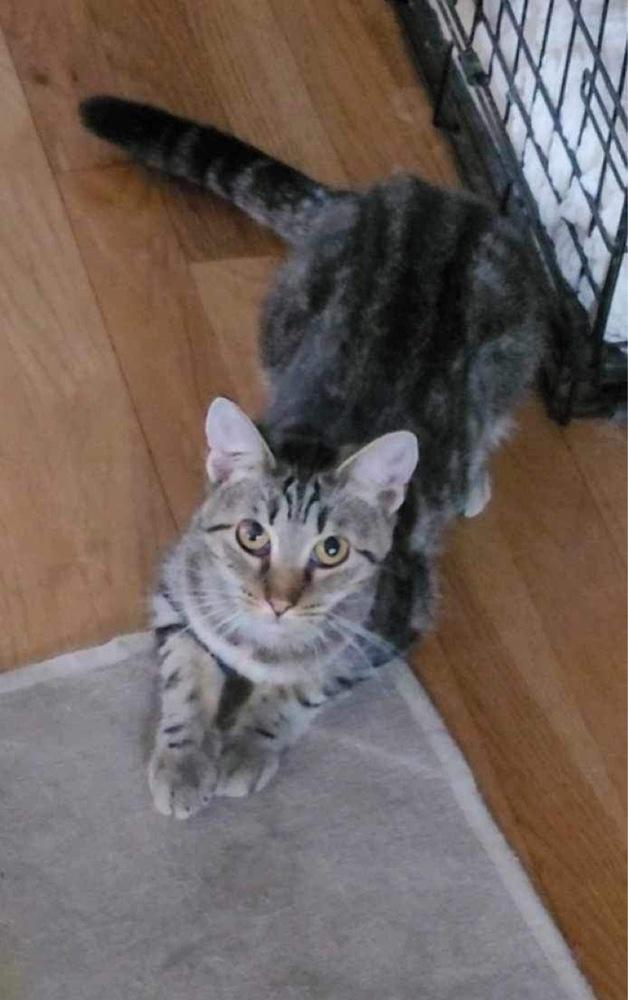 Glinda, Adoptable, Adult Female American Shorthair.